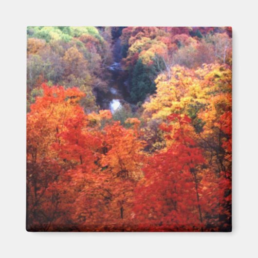 Herfstbladeren verkleurend magneet (Voorkant)