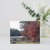 Herfstbladeren Vijver Natuurfotografie  Briefkaart (Staand voorkant)