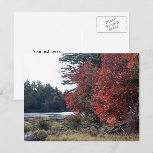 Herfstbladeren Vijver Natuurfotografie  Briefkaart (Voorkant / Achterkant)