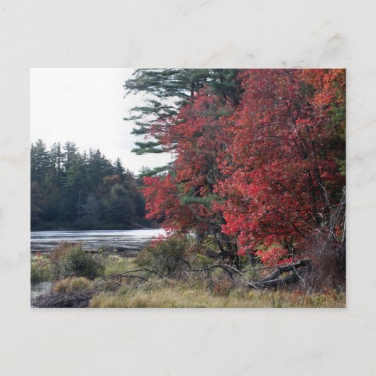 Herfstbladeren Vijver Natuurfotografie Briefkaart (Voorkant)