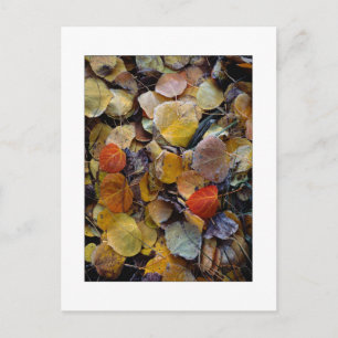 "Herfstbladpuzzel" Briefkaart