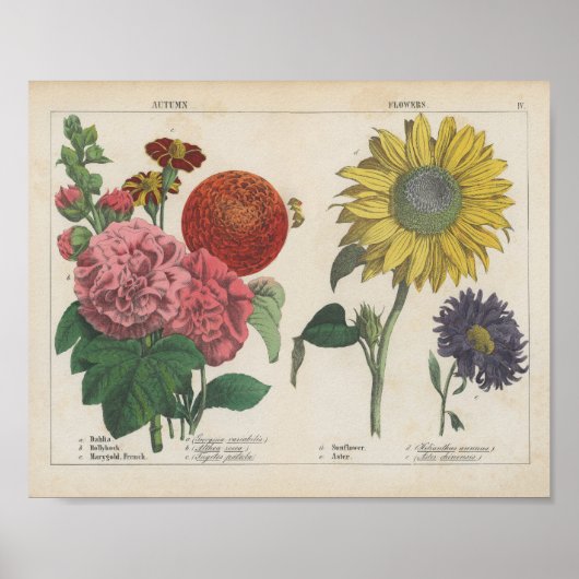 Herfstbloemen | Charlotte Mary Yonge Poster (Voorkant)