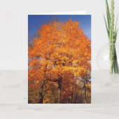 Herfstbomen1kaart Kaart (Voorkant)