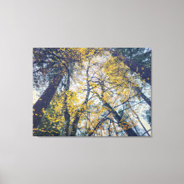 Herfstbomen Baldakijn Canvas Afdruk
