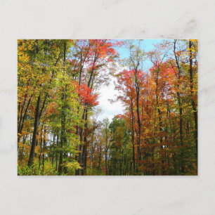 Herfstbomen en blauwe lucht Herfst Natuurfotografi Briefkaart
