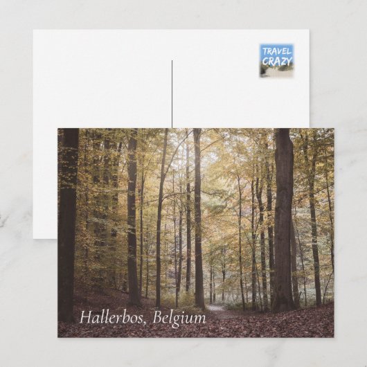 Herfstbomen, Hallerbos, België Briefkaart (Voorkant / Achterkant)