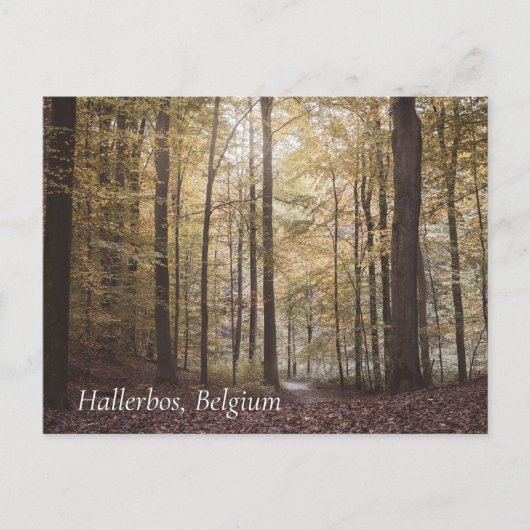 Herfstbomen, Hallerbos, België Briefkaart (Voorkant)