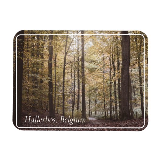 Herfstbomen, Hallerbos, België Magneet (Horizontaal)