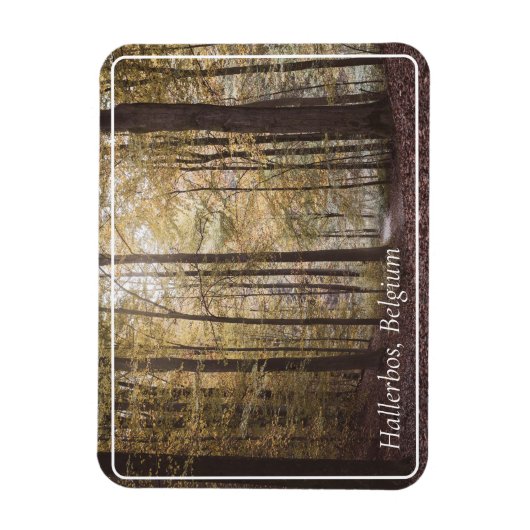 Herfstbomen, Hallerbos, België Magneet (Verticaal)