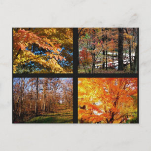 Herfstbomen in Arkansas Foto Ansichtkaart Briefkaart