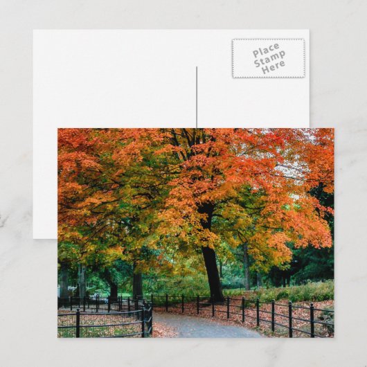 Herfstbomen in Central Park Foto Briefkaart (Voorkant / Achterkant)