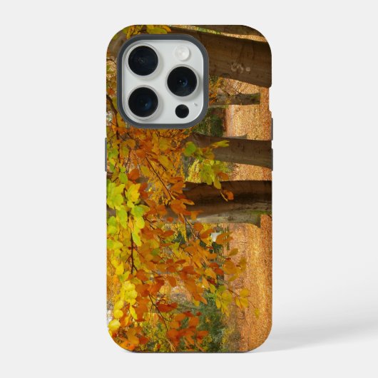 Herfstbomen iPhone Hoesje (Achterkant)