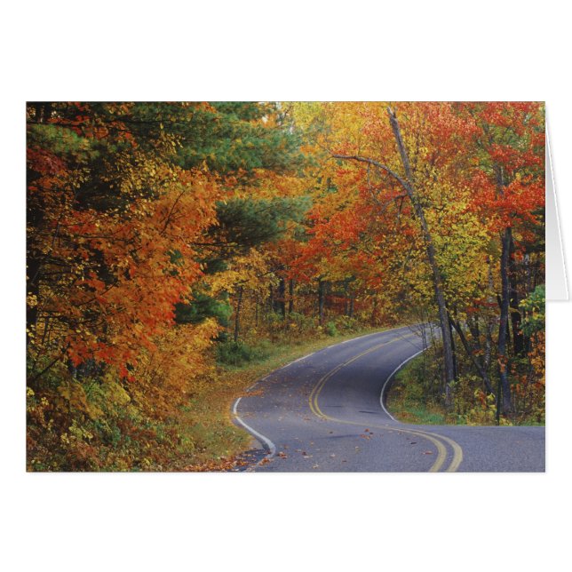 Herfstbomen langs de weg in Itasca State Park (Voorkant Horizontaal)