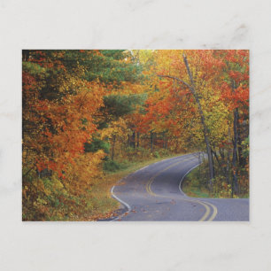 Herfstbomen langs de weg in Itasca State Park Briefkaart