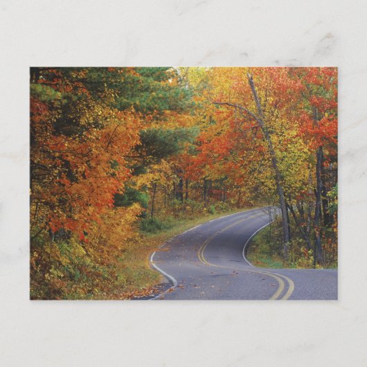 Herfstbomen langs de weg in Itasca State Park Briefkaart (Voorkant)