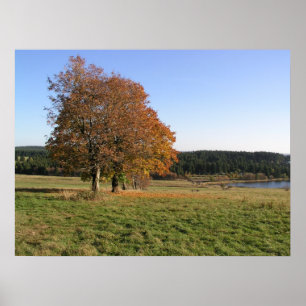herfstbomen poster