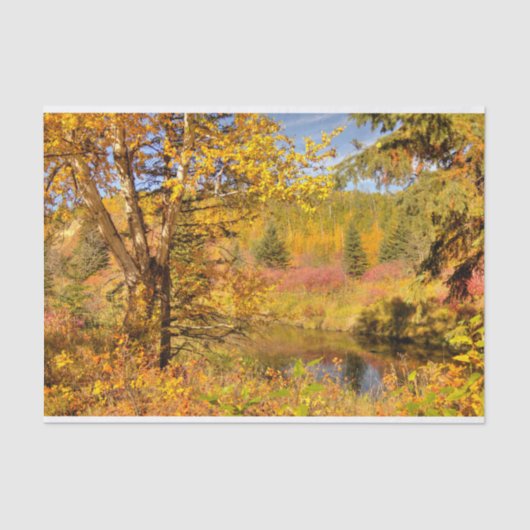 Herfstbomen Tissuepapier (Voorkant)