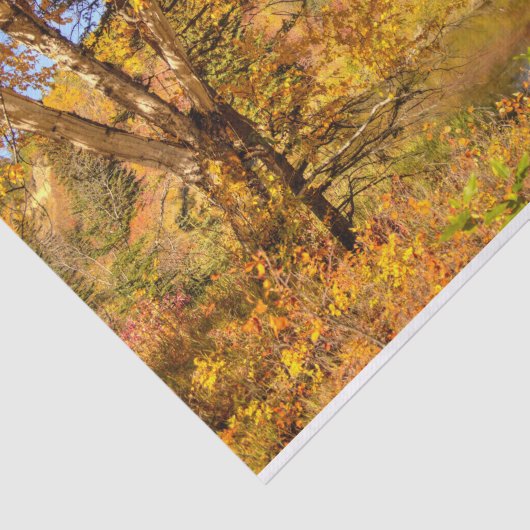 Herfstbomen Tissuepapier (Detail)