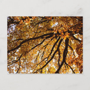 Herfstboom Briefkaart