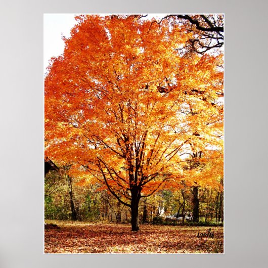 Herfstboom, Esdoorn in de herfst poster (Voorkant)
