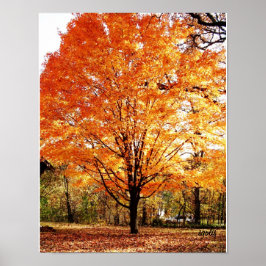 Herfstboom, Esdoorn in de herfst poster