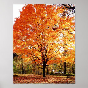 Herfstboom, Esdoorn in de herfst poster