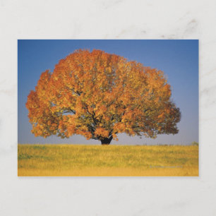 Herfstboom in uitgestrekt veld briefkaart
