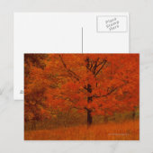 Herfstboom met rood blad briefkaart (Voorkant / Achterkant)