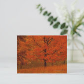 Herfstboom met rood blad briefkaart (Staand voorkant)