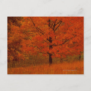 Herfstboom met rood blad briefkaart