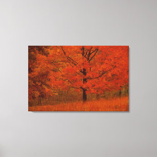 Herfstboom met rood blad canvas afdruk