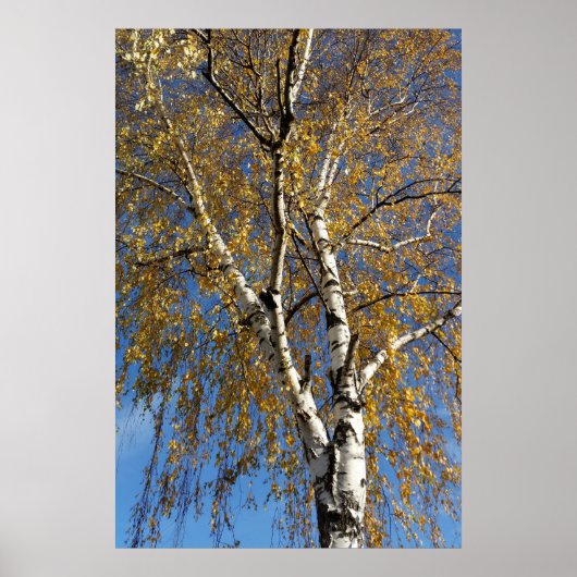 Herfstboom Poster (Voorkant)