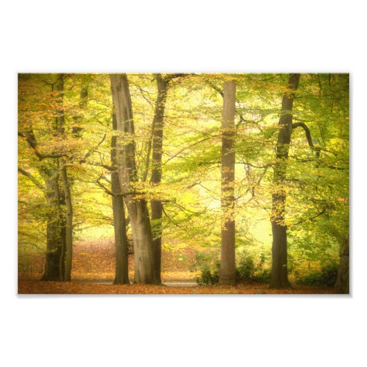 Herfstbos (4391)  foto afdruk (Voorkant)