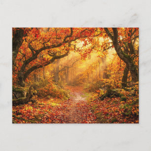Herfstbos Briefkaart