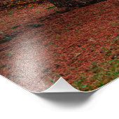 Herfstbos Foto Afdruk (Hoek)