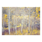 herfstbos foto afdruk (Voorkant)