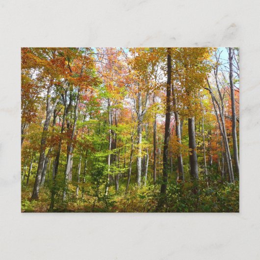 Herfstbos I Herfstlandschapsfotografie Briefkaart (Voorkant)