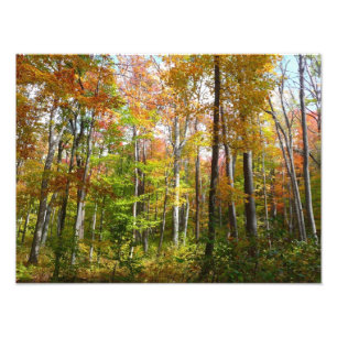 Herfstbos I Herfstlandschapsfotografie Foto Afdruk