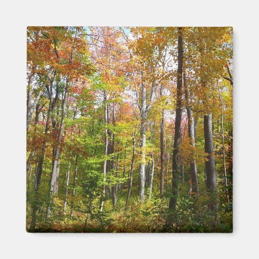 Herfstbos I Herfstlandschapsfotografie Magneet (Voorkant)
