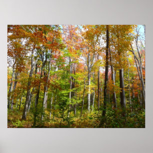 Herfstbos I Herfstlandschapsfotografie Poster