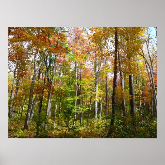 Herfstbos I Herfstlandschapsfotografie Poster (Voorkant)