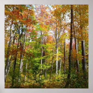 Herfstbos I Herfstlandschapsfotografie Poster