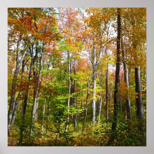 Herfstbos I Herfstlandschapsfotografie Poster (Voorkant)
