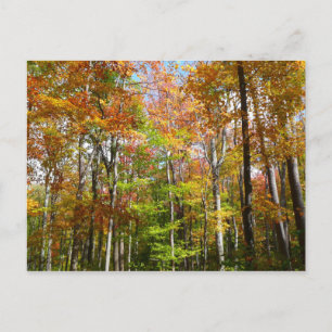 Herfstbos II Herfstlandschapsfotografie Briefkaart