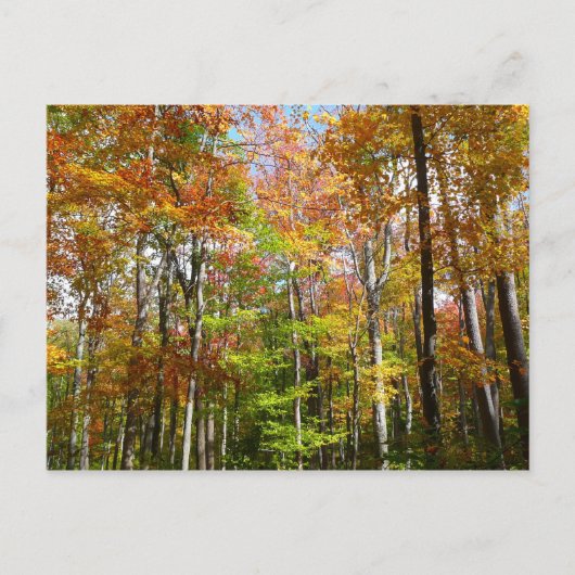Herfstbos II Herfstlandschapsfotografie Briefkaart (Voorkant)