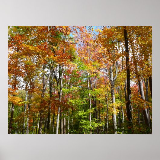 Herfstbos II Herfstlandschapsfotografie Poster (Voorkant)