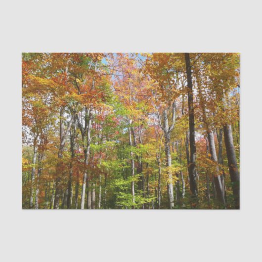 Herfstbos II Herfstlandschapsfotografie Tissuepapier (Voorkant)