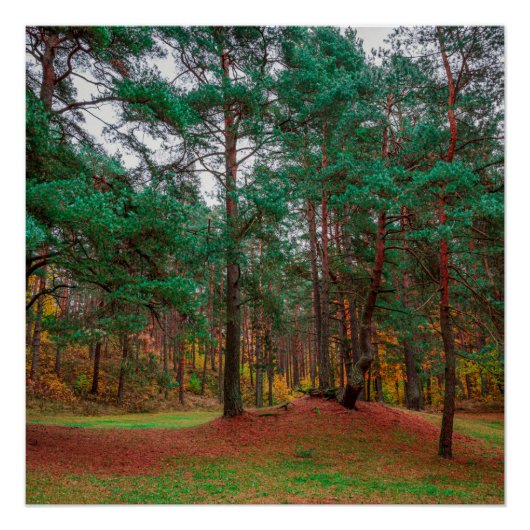 Herfstbos Perfect Poster (Voorkant)