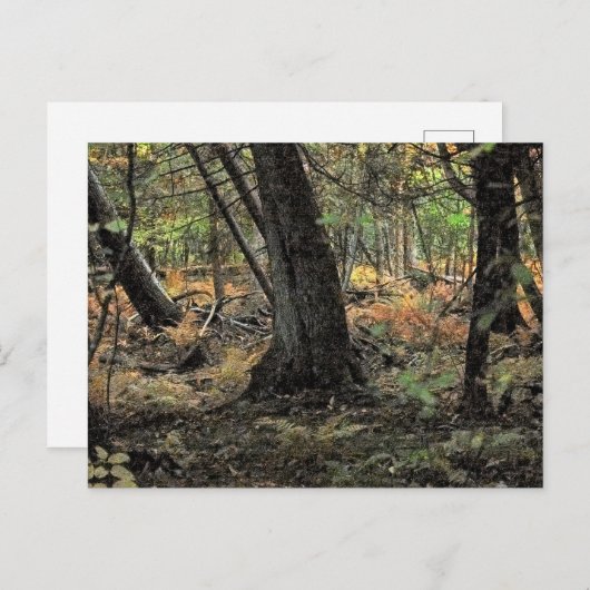 Herfstbosscène Briefkaart (Voorkant / Achterkant)