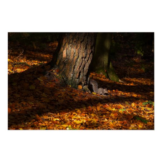 Herfstbosscène met boom en eekhoorn perfect poster (Voorkant)